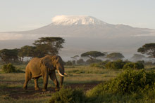 Национальный парк Килиманджаро, Танзания