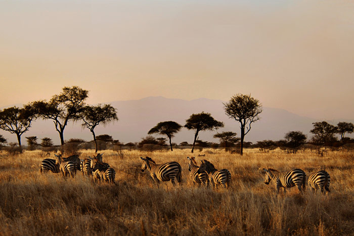 Национальный парк Тарангире, Танзания.
