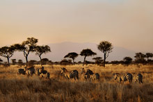 Национальный парк Тарангире, Танзания