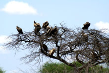 Национальный парк Тарангире, Танзания