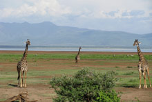 Озеро Маньяра, Танзания