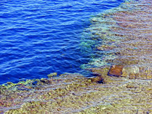 Sharm Reef
