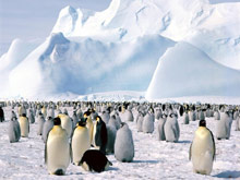 Чилийская Патагония. Колонии пингвинов в Национальном Парке острова Магдалены