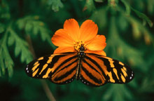 Большая тигровая бабочка
